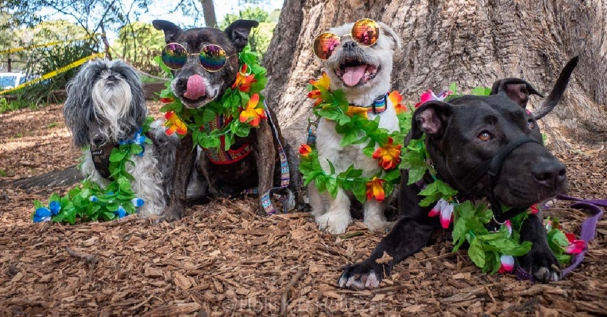 A Canine Carnival: The Street Paws Festival Balgowlah